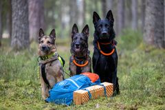 Tre hunder med orange halsbånd sitter i en skog ved siden av en blå ryggsekk og en oransje liggeunderlag.