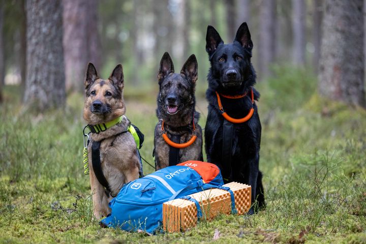 Tre hunder med orange halsbånd sitter i en skog ved siden av en blå ryggsekk og en oransje liggeunderlag.