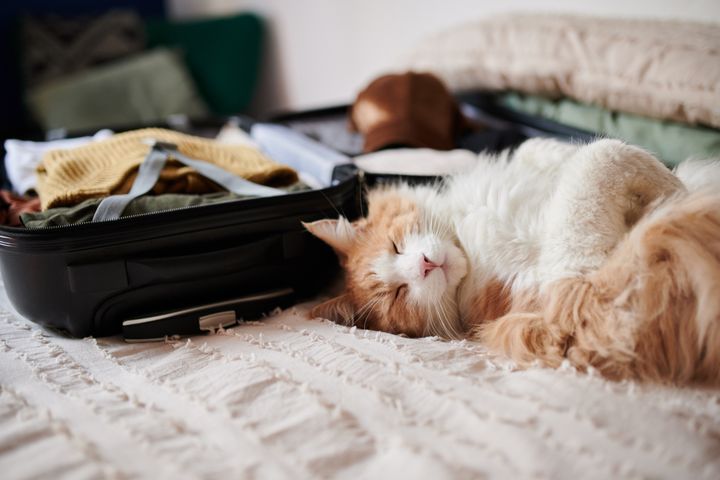 En oransje og hvit katt ligger avslappet ved siden av en åpen koffert.