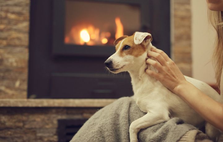 En liten hund sitter på et teppe foran en peis mens en person forsiktig sjekker hundens hals.