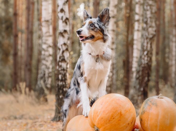 Ung hund sitter blant gresskar i høstskog.