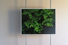 A photograph of summer rain on green plants placed in front of a white wall.