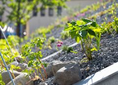 New Nordic. Cuisine, Aesthetics and Place