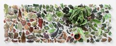 Toril Redalen, LETTUCE LEGACY - salad study, 2023.