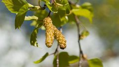 POLLEN: Direktoratet for medisinske produkter (DMP) har innvilget forhåndsgodkjent refusjon for Itulazax®, til behandling av barn og ungdom i alderen 5 til 17 år med trepollenallergi