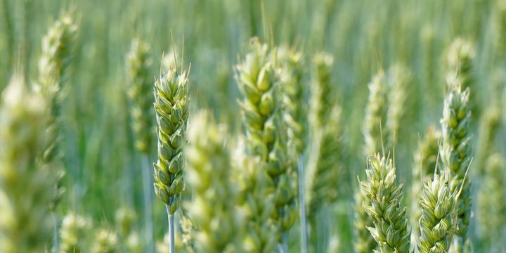 Med speed breeding kan vi lage nye kornvarianter på 8–10 år, i stedet for 12–15 år.