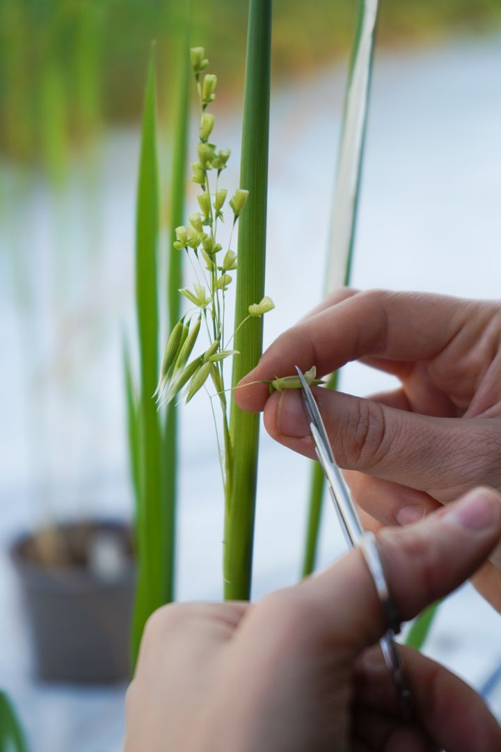 Kryssing av kornsort.