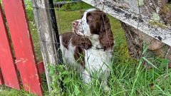 Hunden kan settes i karantene ved innreise til Norge på eiers regning dersom den ikke oppfyller kravene. (Illustrasjonsfoto: Springer spanielen Billy har aldri vært i karantene.)