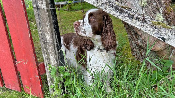 Hunden kan settes i karantene ved innreise til Norge på eiers regning dersom den ikke oppfyller kravene. (Illustrasjonsfoto: Springer spanielen Billy har aldri vært i karantene.)