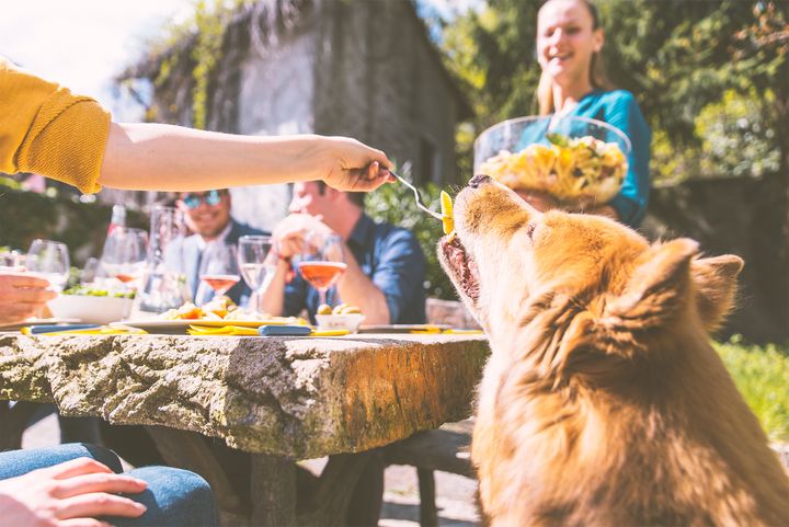 Hold kjæledyret ditt unna grillmaten, hvis ikke kan det fort ende med en tur til veterinæren.