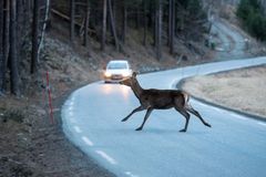 Oktober er den måneden i året da flest hjortevilt blir påkjørt.