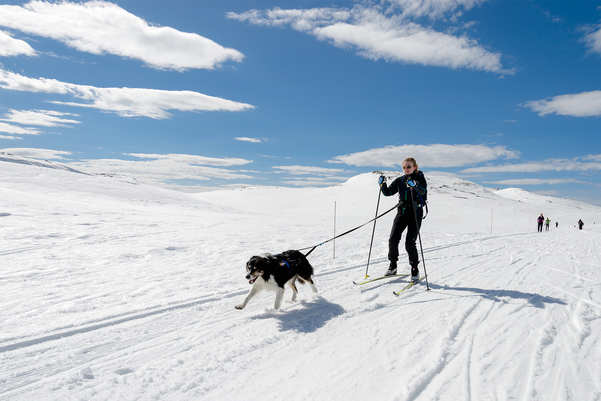 Advarer hundeeiere i påskefjellet