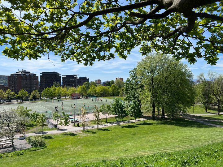 I en ny veileder utarbeidet på oppdrag for Vann- og avløpsetaten i Oslo kommune, gir gressekspert og seniorforsker Trygve Aamlid vanningsråd som både sparer på vannet og gir akseptabel plenkvalitet.