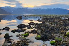 Gjennom tidene har vi brukt ressurser fra naturen i behandling av sykdom. Forskere ved NIBIO har vendt søkelyset mot mikroalger fra havet. Etter mange års arbeid begynner forskerne å se resultater.