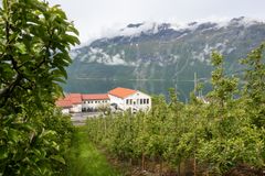 I Lofthus i Hardanger er en kommune med mye fruktdyrking. Her ligger frukthagene svært tett på bebyggelsen – som blant annet den lokale skolen.
