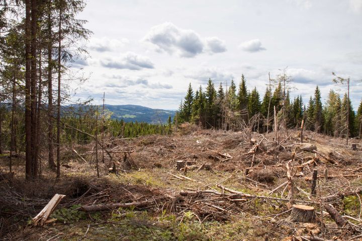 Ny forskning viser at flatehogst har betydelige og langvarige effekter på mengden karbon i boreal barskog.