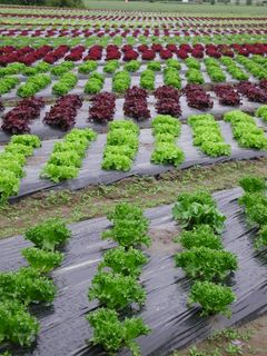Salatproduksjon i Lier