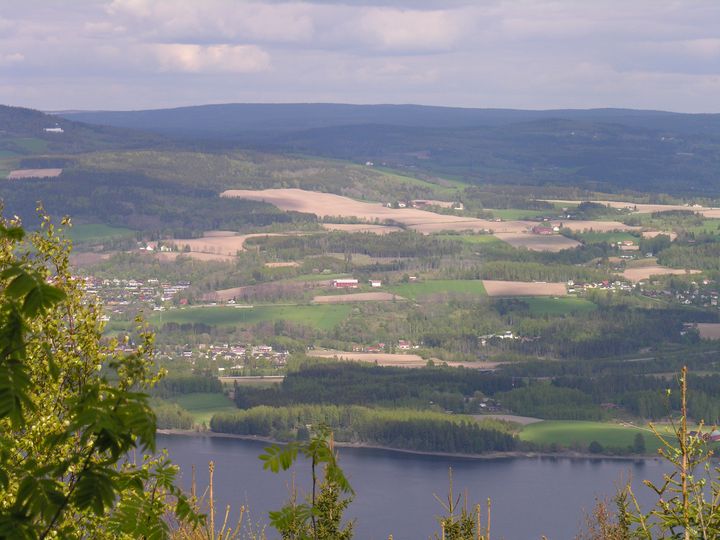 Liberget i Ringsaker kommune. Ringsaker kommune er ein storprodusent av både korn og storfekjøt.