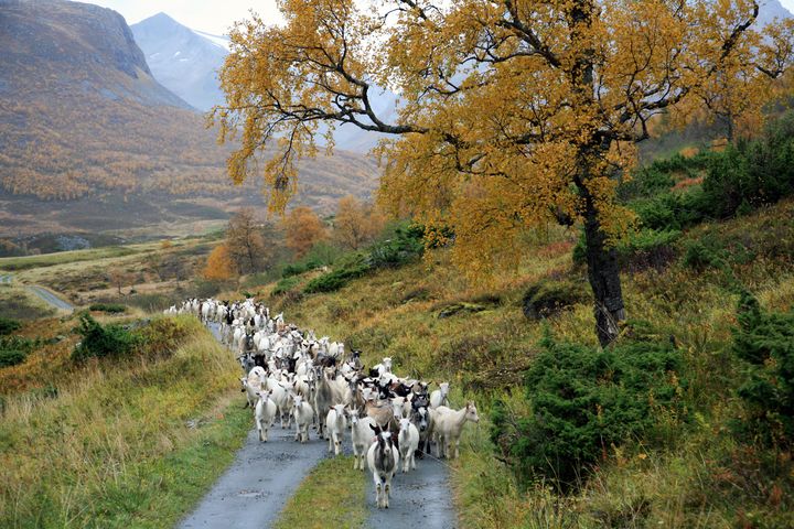 Geiteflokk i Moldskreddalen i Stranda herad. Stranda er heradet i Noreg med flest geiter.