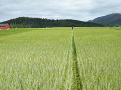 Byggåker fra Stjørdal kommune. Over en fjerdedel av jordbruksarealene i Trøndelag blir brukt til å dyrke korn.
