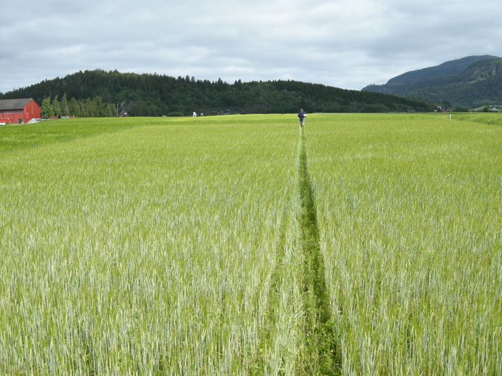 Byggåker fra Stjørdal kommune. Over en fjerdedel av jordbruksarealene i Trøndelag blir brukt til å dyrke korn.