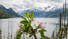 Fruktbløming i Sørfjorden i Ullensvang herad.