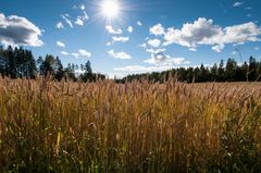 Hveteåker i Ås kommune. Mange av kommunene i Akershus er viktige for norsk kornproduksjon.