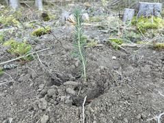 En liten granplante er nylig plantet i jord, omgitt av spor etter nylig hogst og noen stubber.