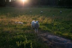 Sau i solnedgang i Songdalen.