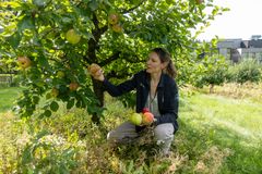 Kvinne viser fram et epletre med frukt i en hage.