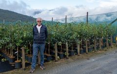 En mann står foran en rekke frukttreplanter på en planteskole i Kinsarvik, Hardanger.