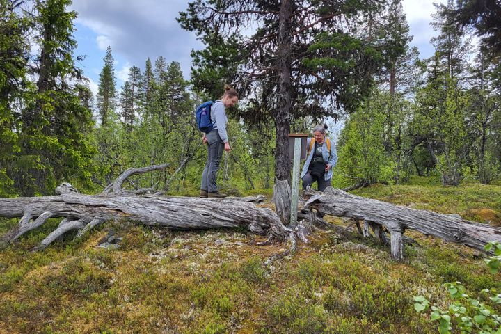 To personer undersøker en informasjonsplakat ved en falmet trestamme i en skog.