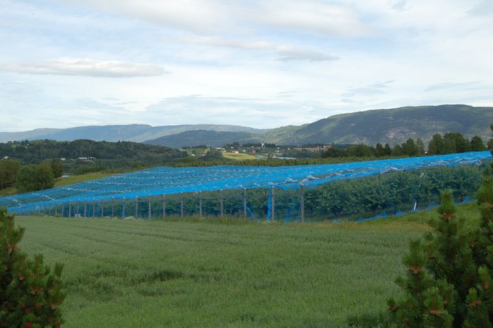 Frukt og korndyrking i Telemark.