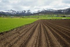 Førsteklasses potetjord i Vestvågøy.