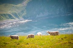 Panoramautsikt fra sauebeite på Vestvågøy.