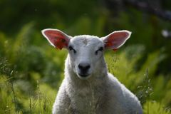 Harstad er størst på sau i Troms fylke med 4232 vinterfora sauer i 2024.