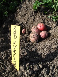 Kvæfjord har sin egen potetsort.