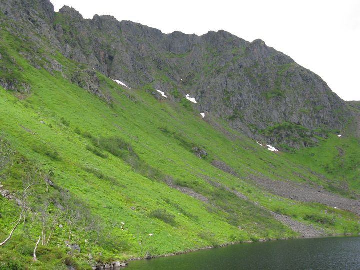 Frodige høgstaudeenger i fjellsidene ved Nordbovatnet på Sørøya i Finnmark.