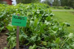 Beter vokser godt i nord. Her ved NIBIO Svanhovd i Pasvik.