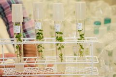 Slik blir levende plantemateriale fra ulike potetsorter oppbevart i klonarkivet.