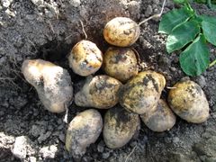 Jøssing er en gammel potetsort som ble foredlet fram ved Norsk landbrukshøyskole på Ås (nå NMBU). Den ble dyrket dyrket under krigen og fram til 1981.