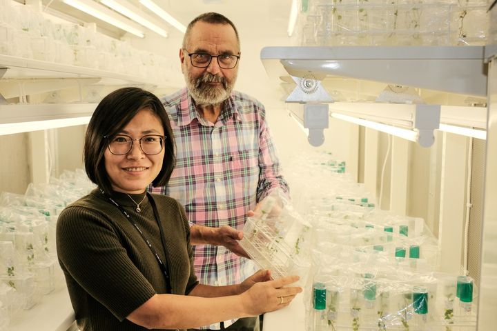 Reagensrør med levende plantemateriale av potet fra klonarkivet ved NIBIO, Ås.