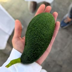 En hånd holder en stor avokado.