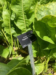 Pepperrot dyrket ved NIBIO Landvik.