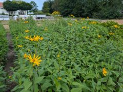 Dyrking av jordskogg ved NIBIO Landvik.