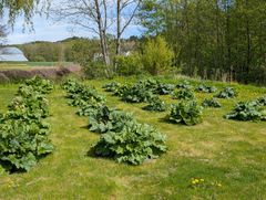 Rabarbra ved NIBIO Landvik.