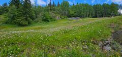 En blomstereng med trær i bakgrunnen under blå himmel.