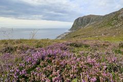 En kystlandskap med lyng i forgrunnen og en klippe ved havet i bakgrunnen under overskyet himmel.