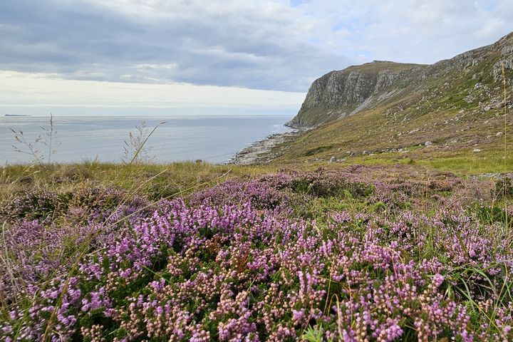 En kystlandskap med lyng i forgrunnen og en klippe ved havet i bakgrunnen under overskyet himmel.