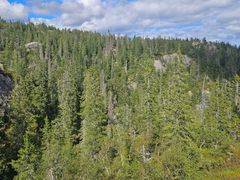 Bildet viser en tett barskog i et kupert landskap under en delvis skyet himmel.
